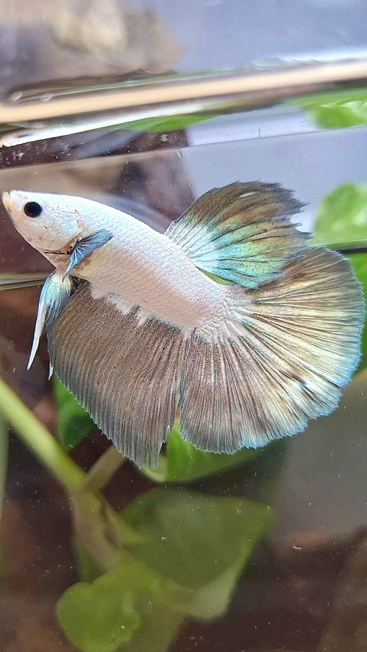 HALFMOON COPPER RIM BICOLOR BETTA FISH