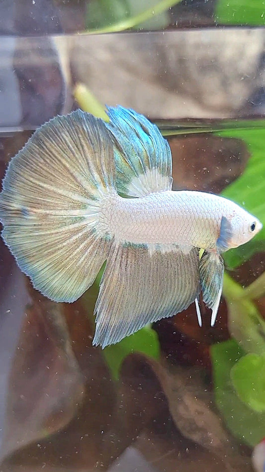 HALFMOON COPPER RIM BICOLOR BETTA FISH