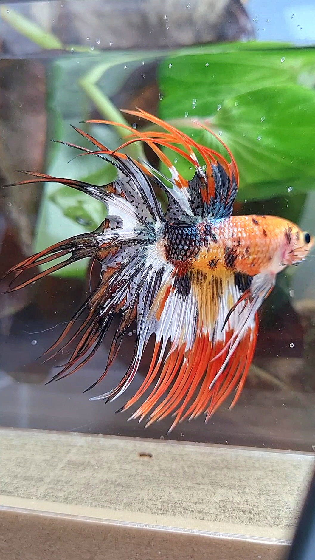 CROWNTAIL ORANGE COPPER BLACK METTALIC SUPER MULTICOLOR BETTA FISH