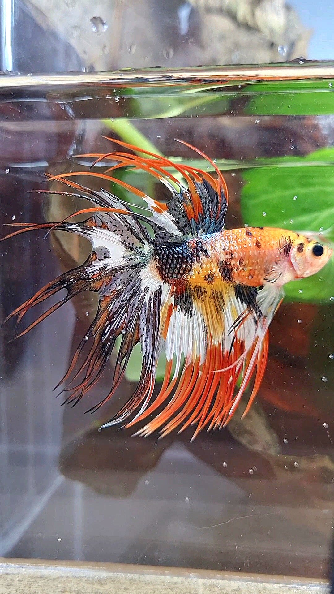 CROWNTAIL ORANGE COPPER BLACK METTALIC SUPER MULTICOLOR BETTA FISH