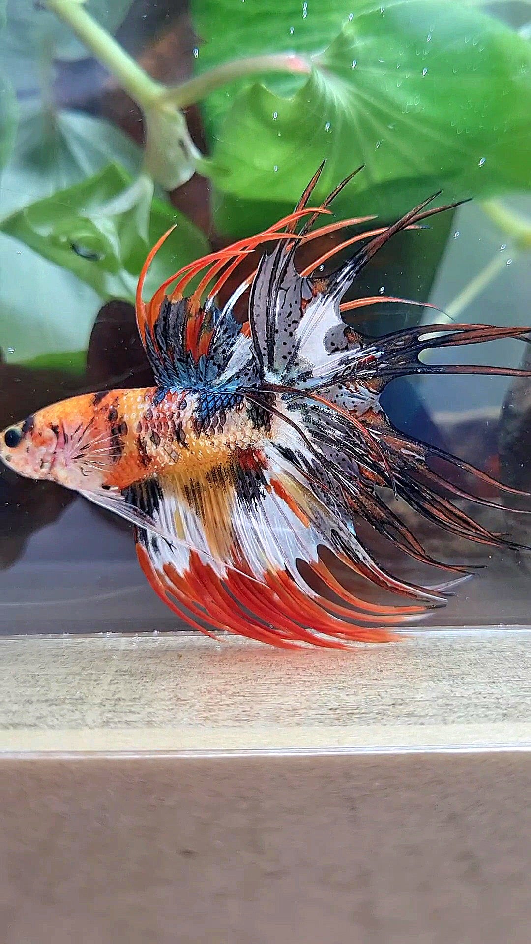 CROWNTAIL ORANGE COPPER BLACK METTALIC SUPER MULTICOLOR BETTA FISH