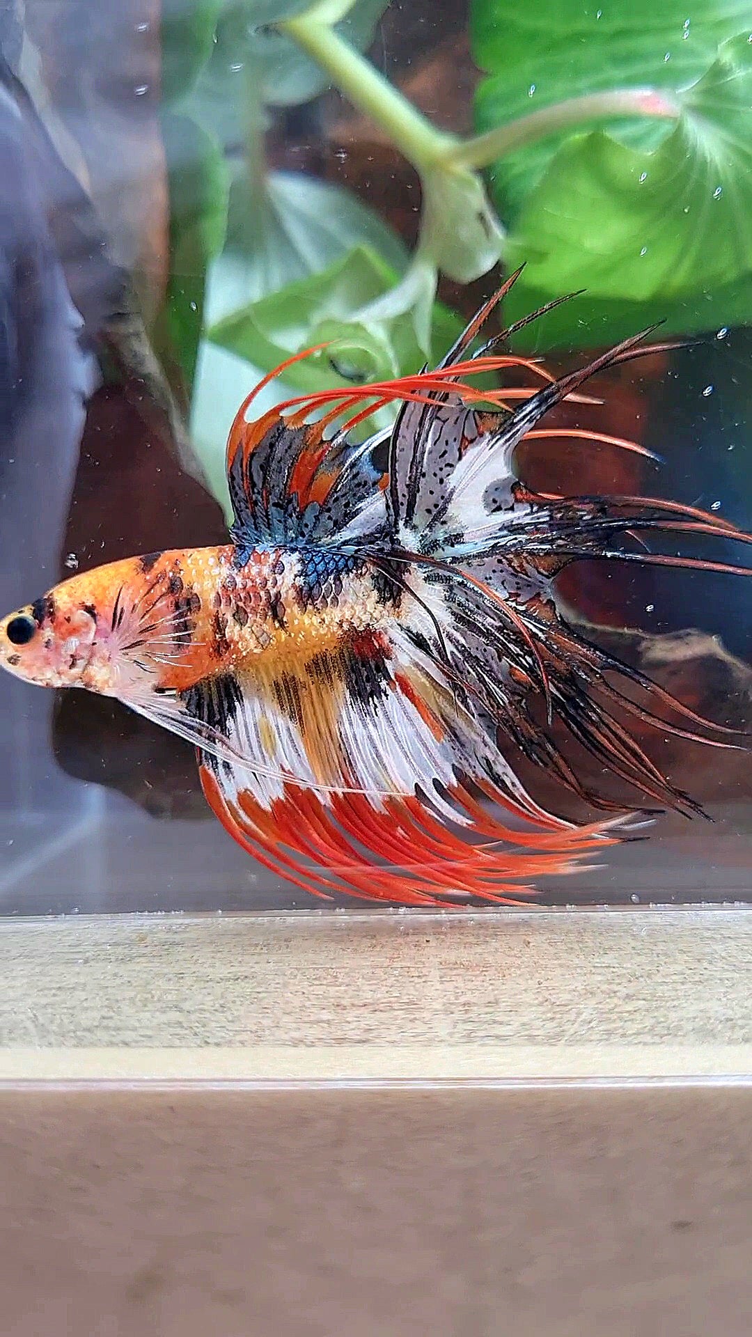 CROWNTAIL ORANGE COPPER BLACK METTALIC SUPER MULTICOLOR BETTA FISH