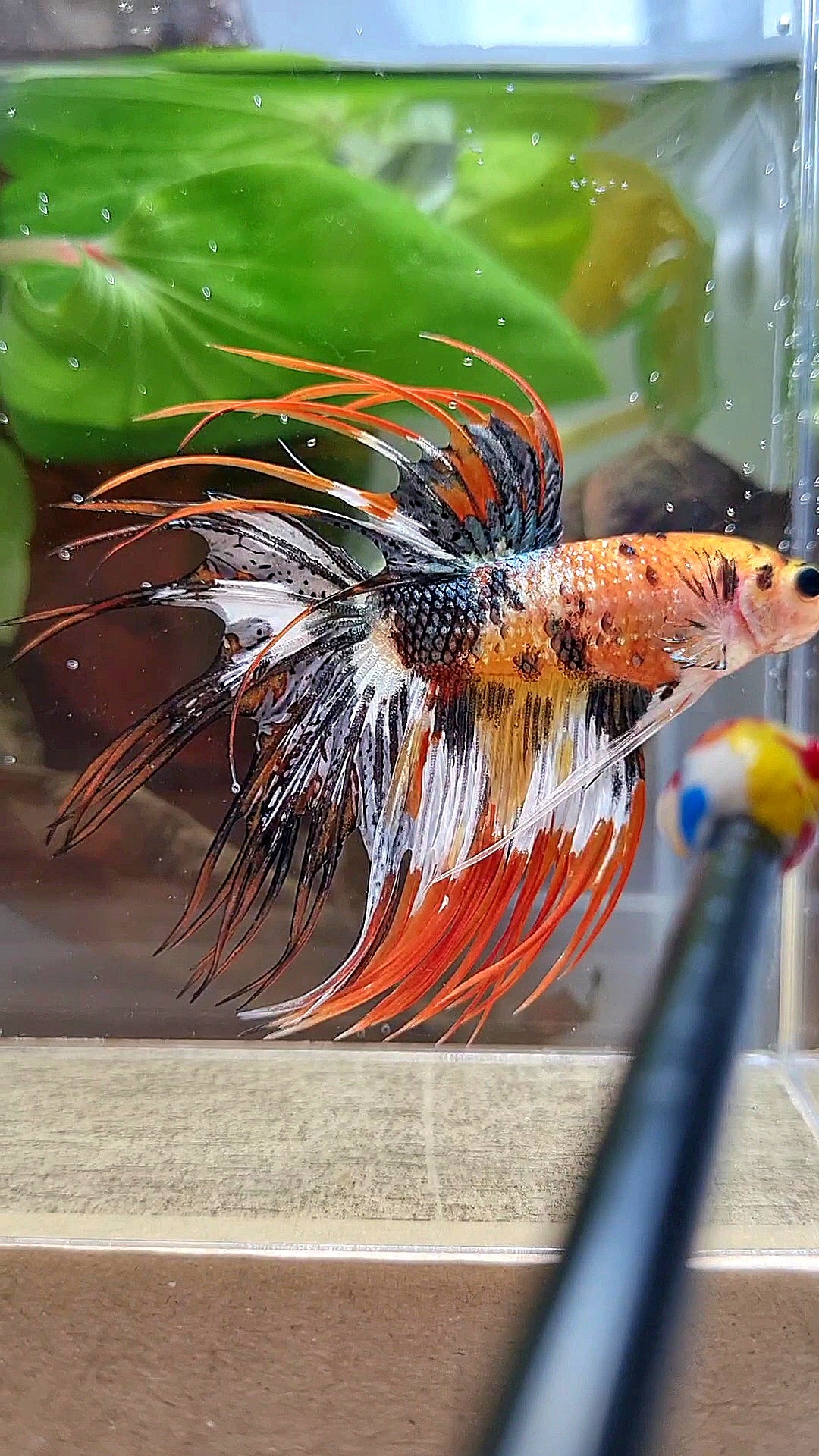 CROWNTAIL ORANGE COPPER BLACK METTALIC SUPER MULTICOLOR BETTA FISH