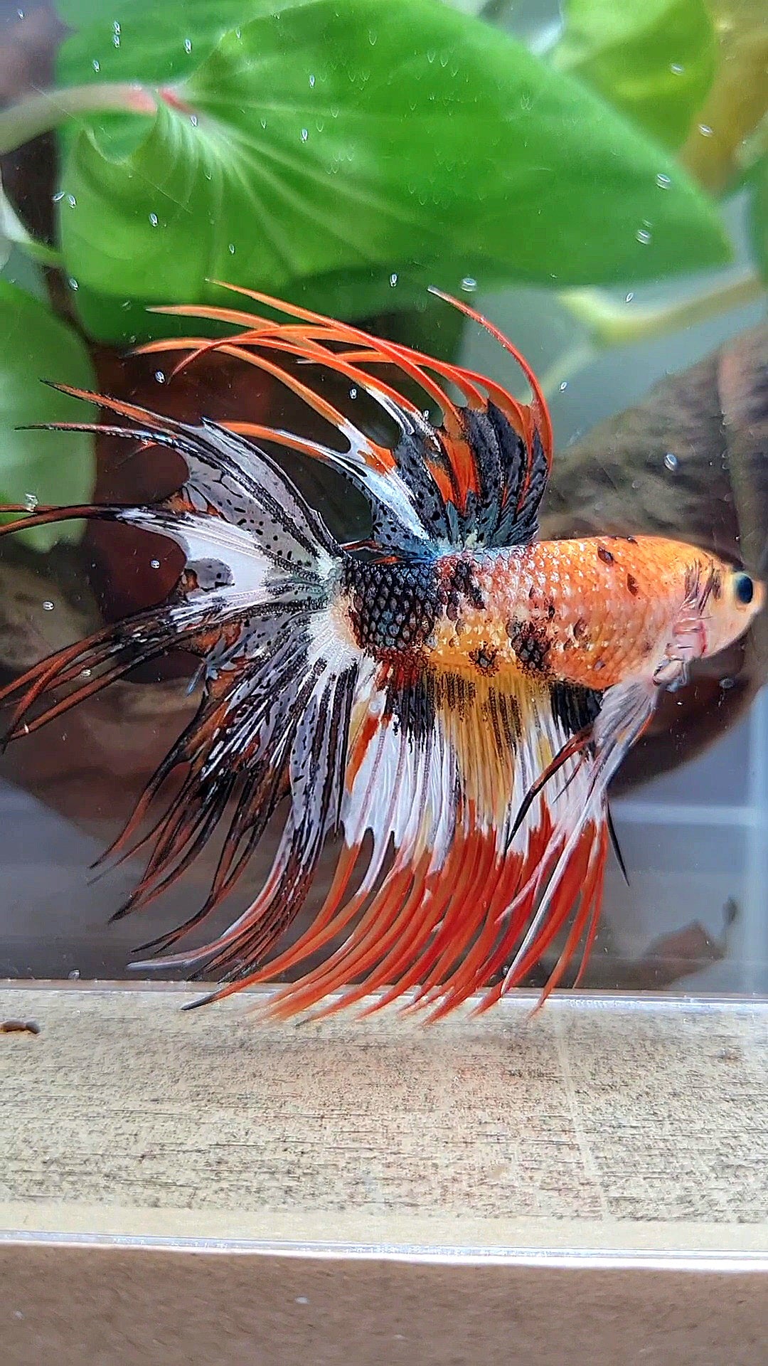CROWNTAIL ORANGE COPPER BLACK METTALIC SUPER MULTICOLOR BETTA FISH