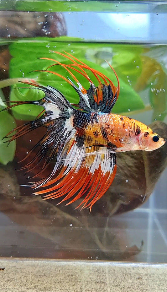 CROWNTAIL ORANGE COPPER BLACK METTALIC SUPER MULTICOLOR BETTA FISH