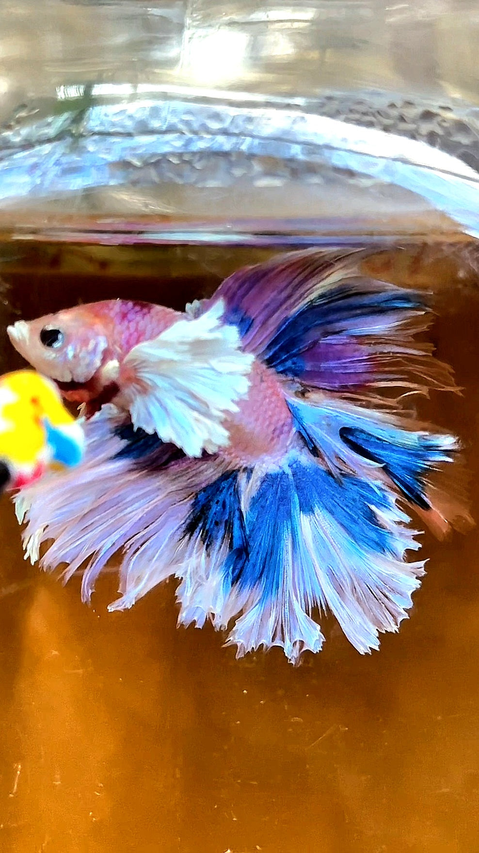 LUXURY HALFMOON DUMBO EAR DOUBLE TAIL CANDY MULTICOLOR RAINBOW BETTA FISH