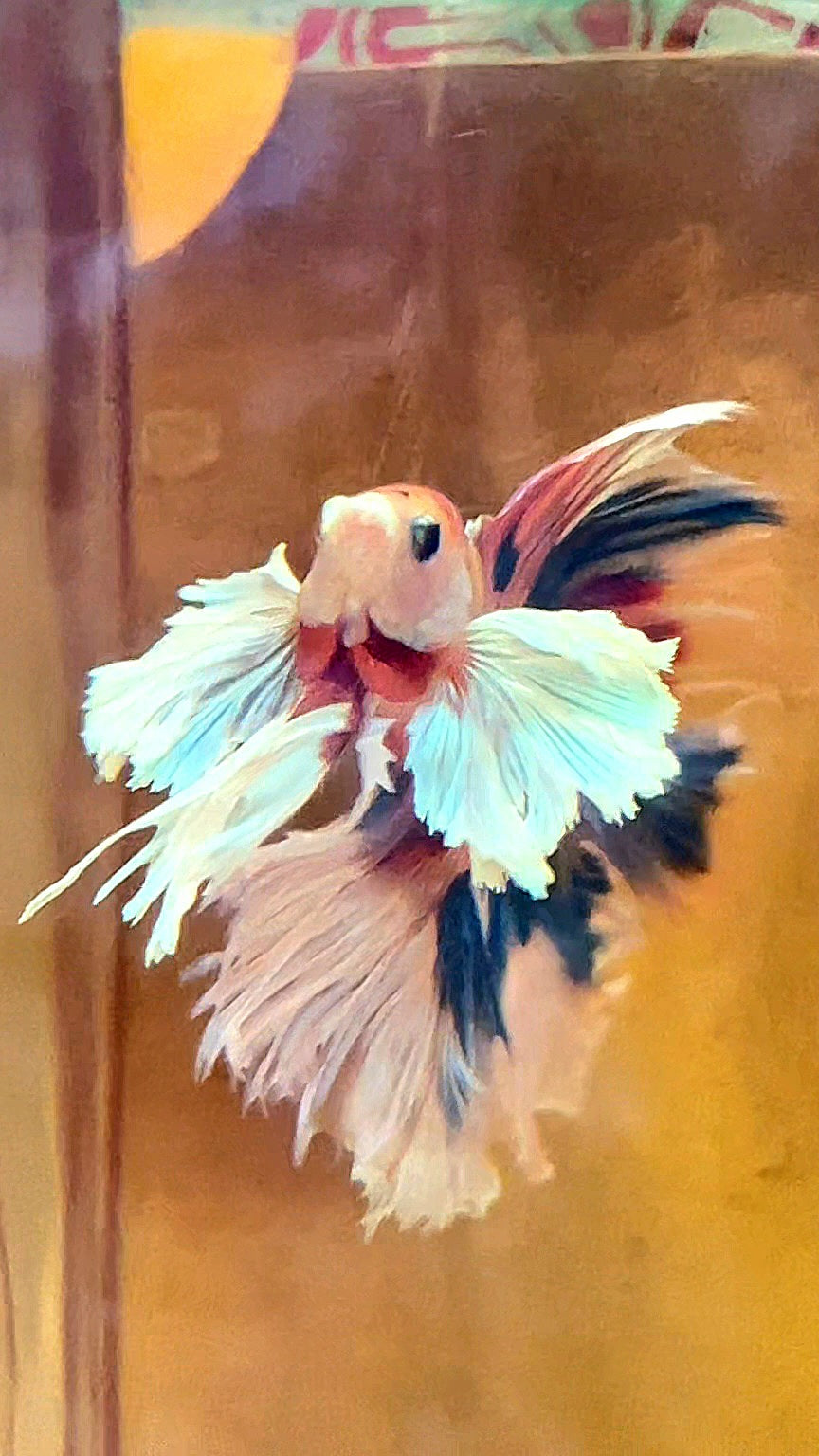 LUXURY HALFMOON DUMBO EAR DOUBLE TAIL CANDY MULTICOLOR RAINBOW BETTA FISH