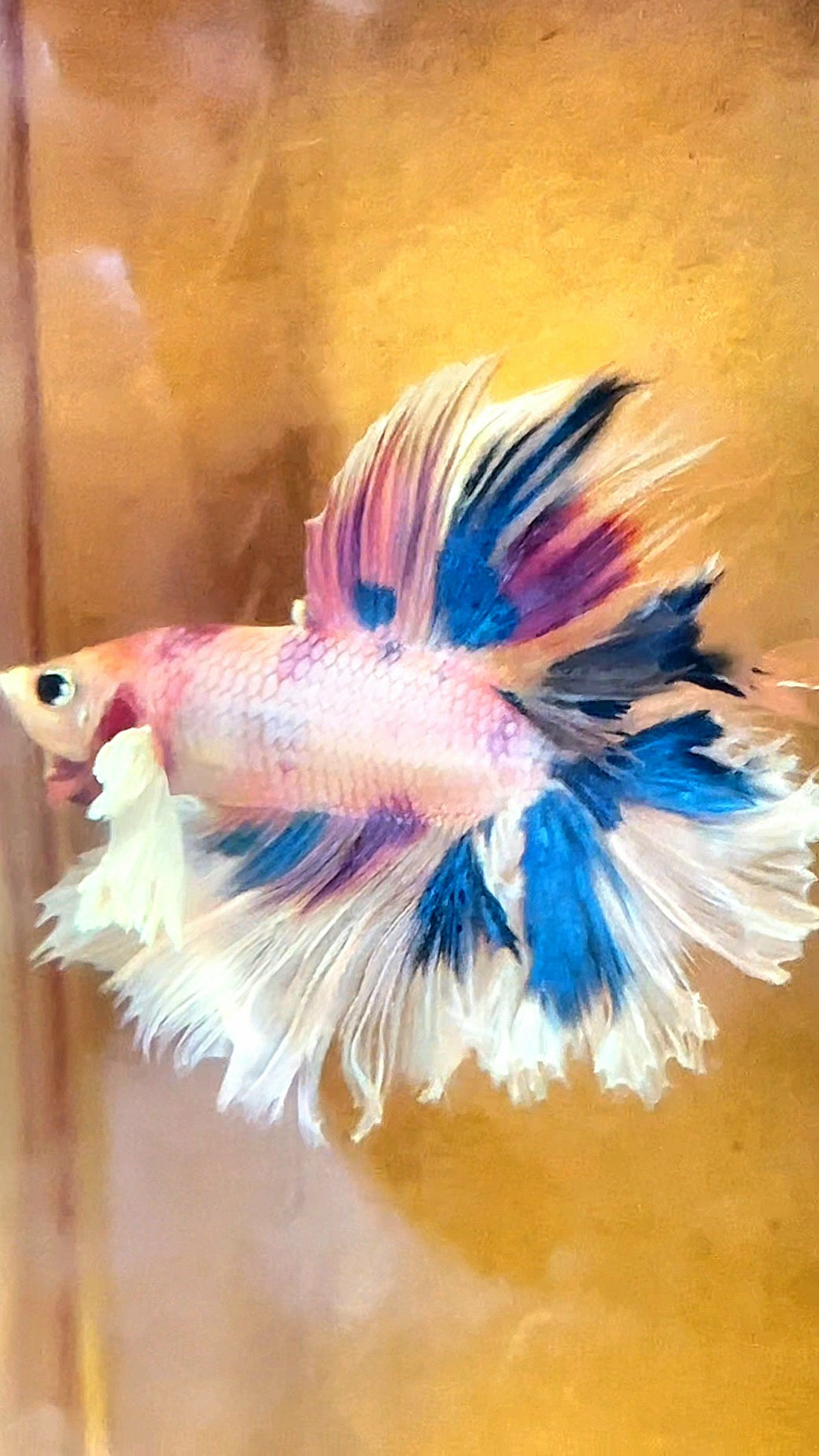 LUXURY HALFMOON DUMBO EAR DOUBLE TAIL CANDY MULTICOLOR RAINBOW BETTA FISH