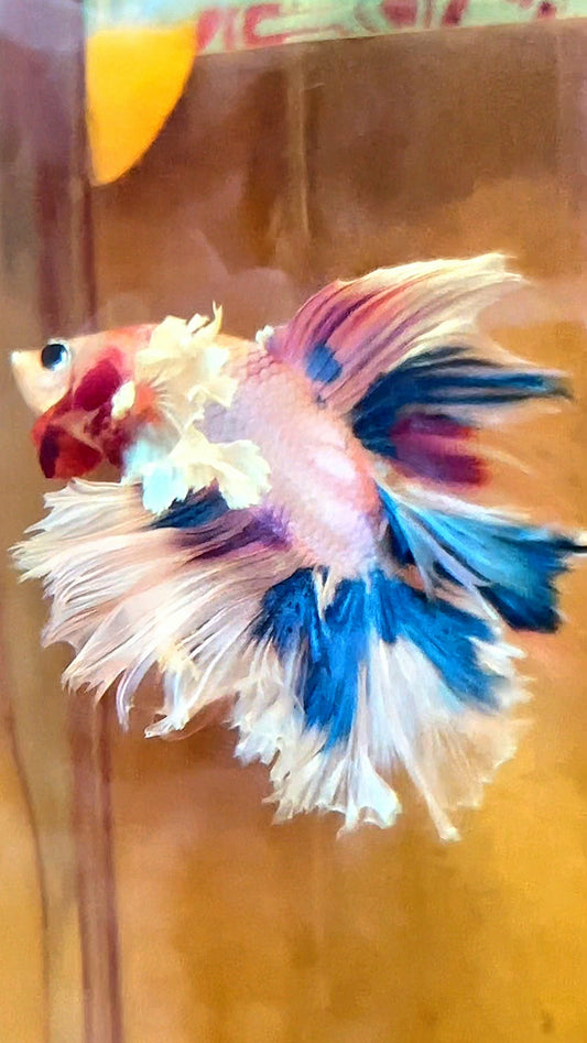 LUXURY HALFMOON DUMBO EAR DOUBLE TAIL CANDY MULTICOLOR RAINBOW BETTA FISH