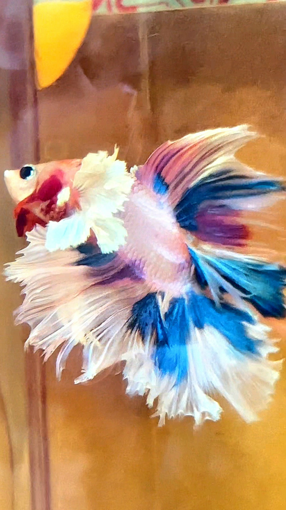 LUXURY HALFMOON DUMBO EAR DOUBLE TAIL CANDY MULTICOLOR RAINBOW BETTA FISH
