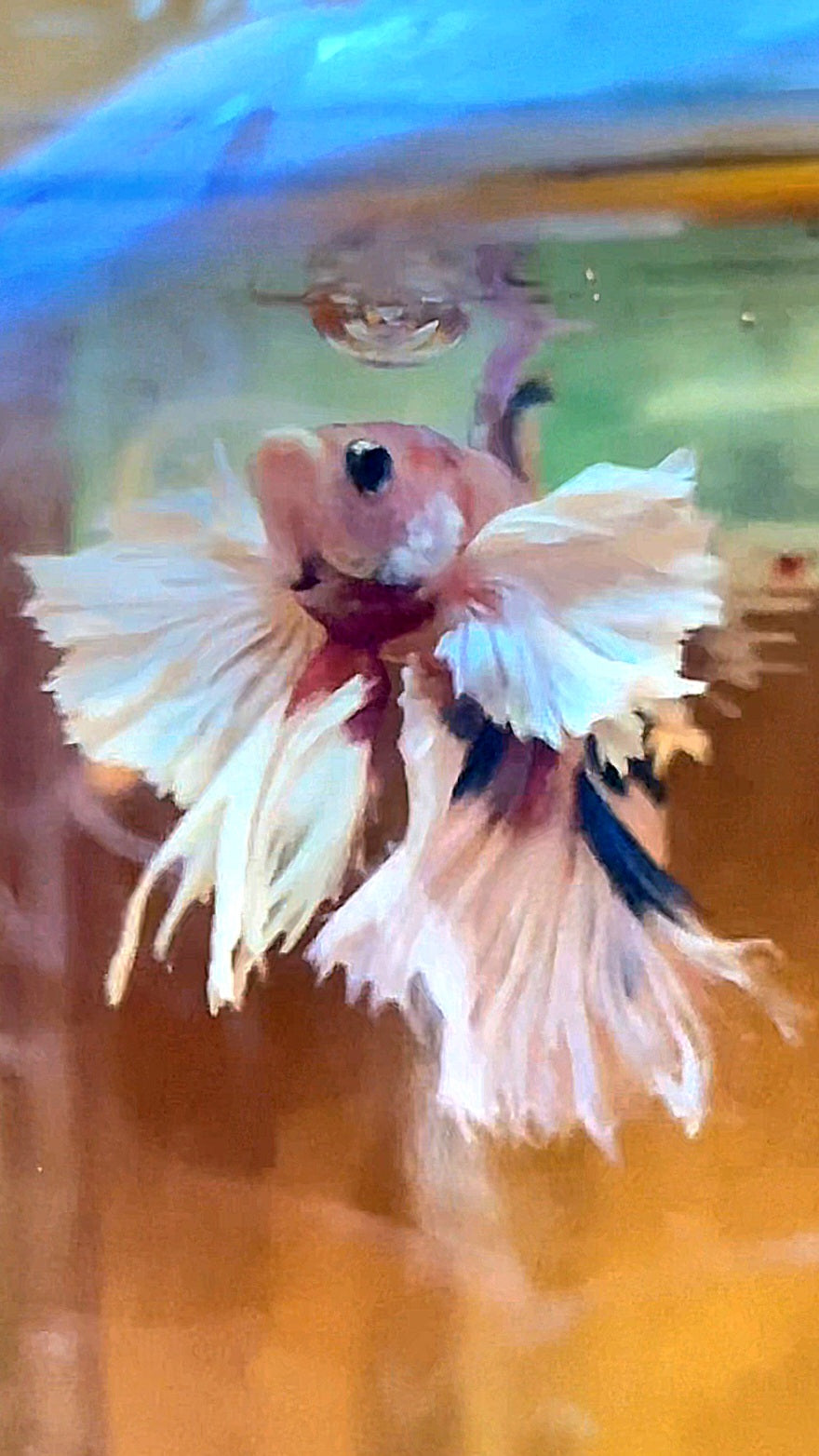 LUXURY HALFMOON DUMBO EAR DOUBLE TAIL CANDY MULTICOLOR RAINBOW BETTA FISH