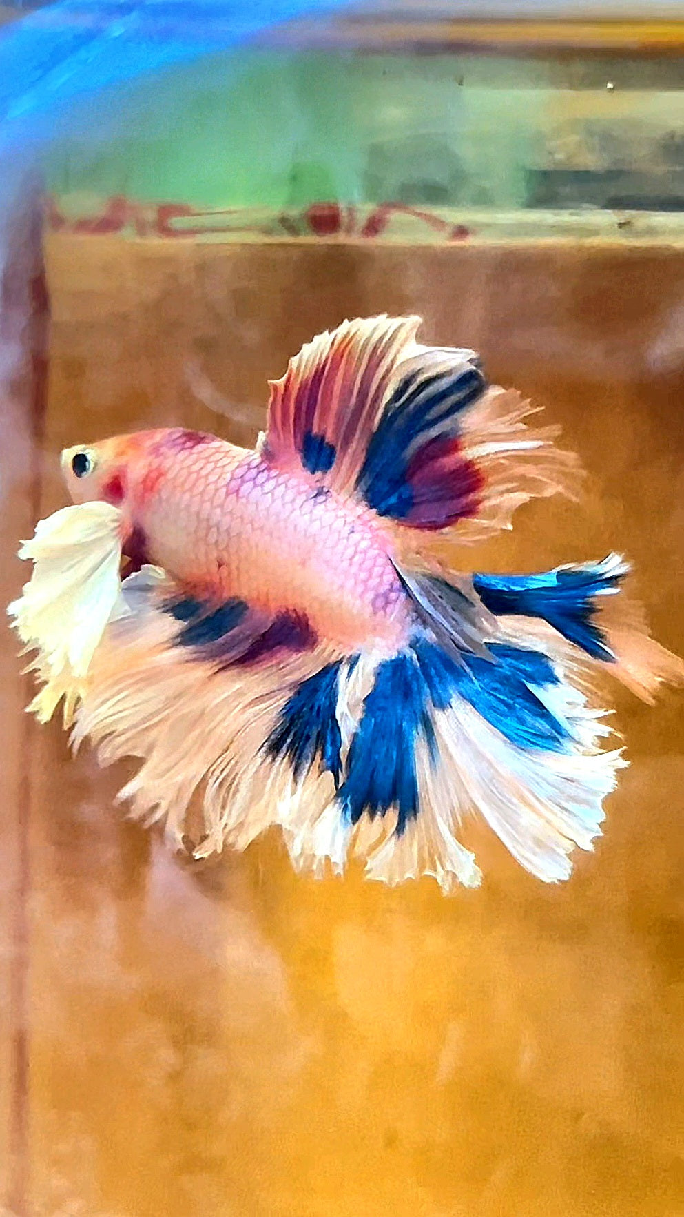 LUXURY HALFMOON DUMBO EAR DOUBLE TAIL CANDY MULTICOLOR RAINBOW BETTA FISH