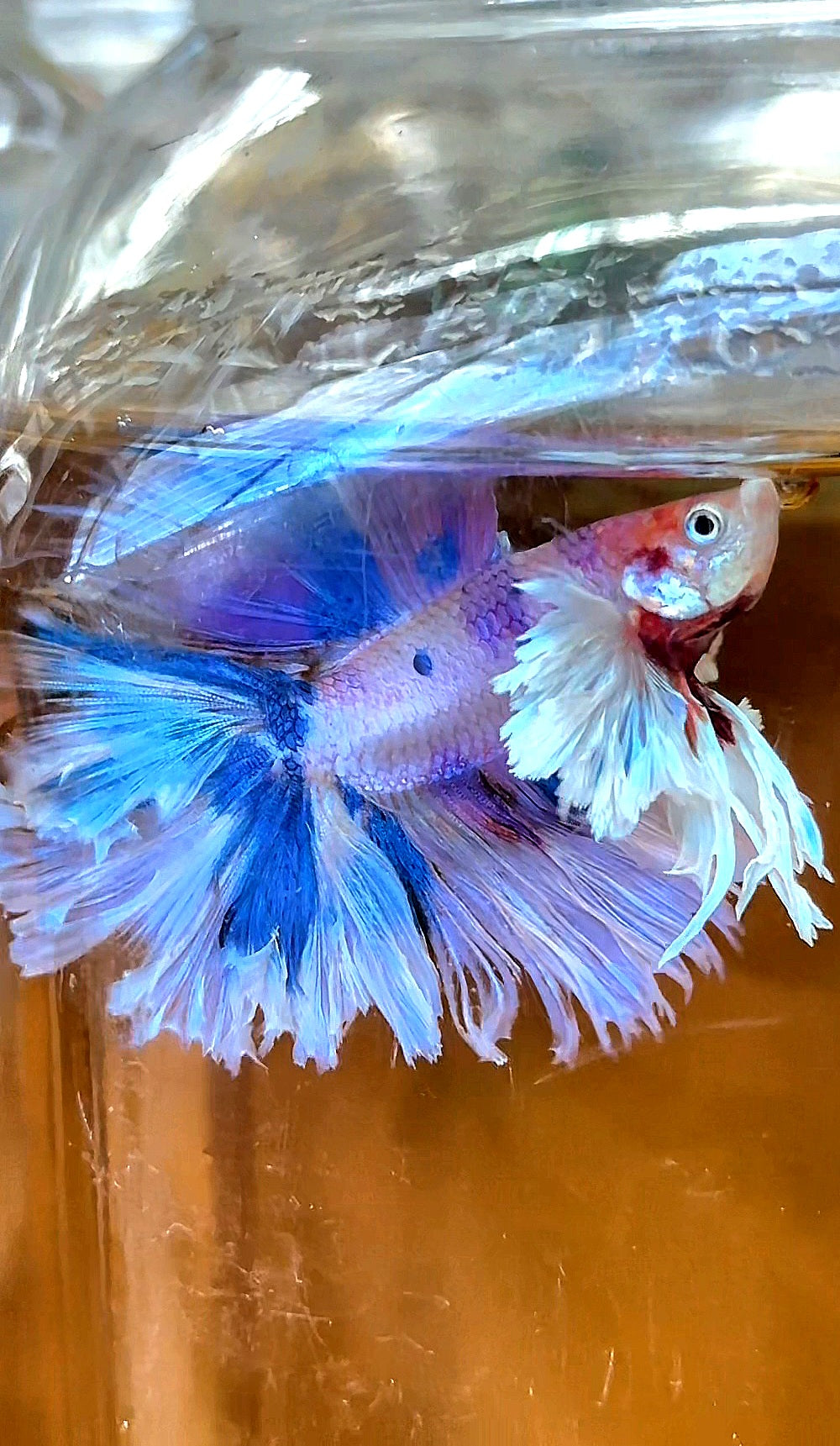 LUXURY HALFMOON DUMBO EAR DOUBLE TAIL CANDY MULTICOLOR RAINBOW BETTA FISH