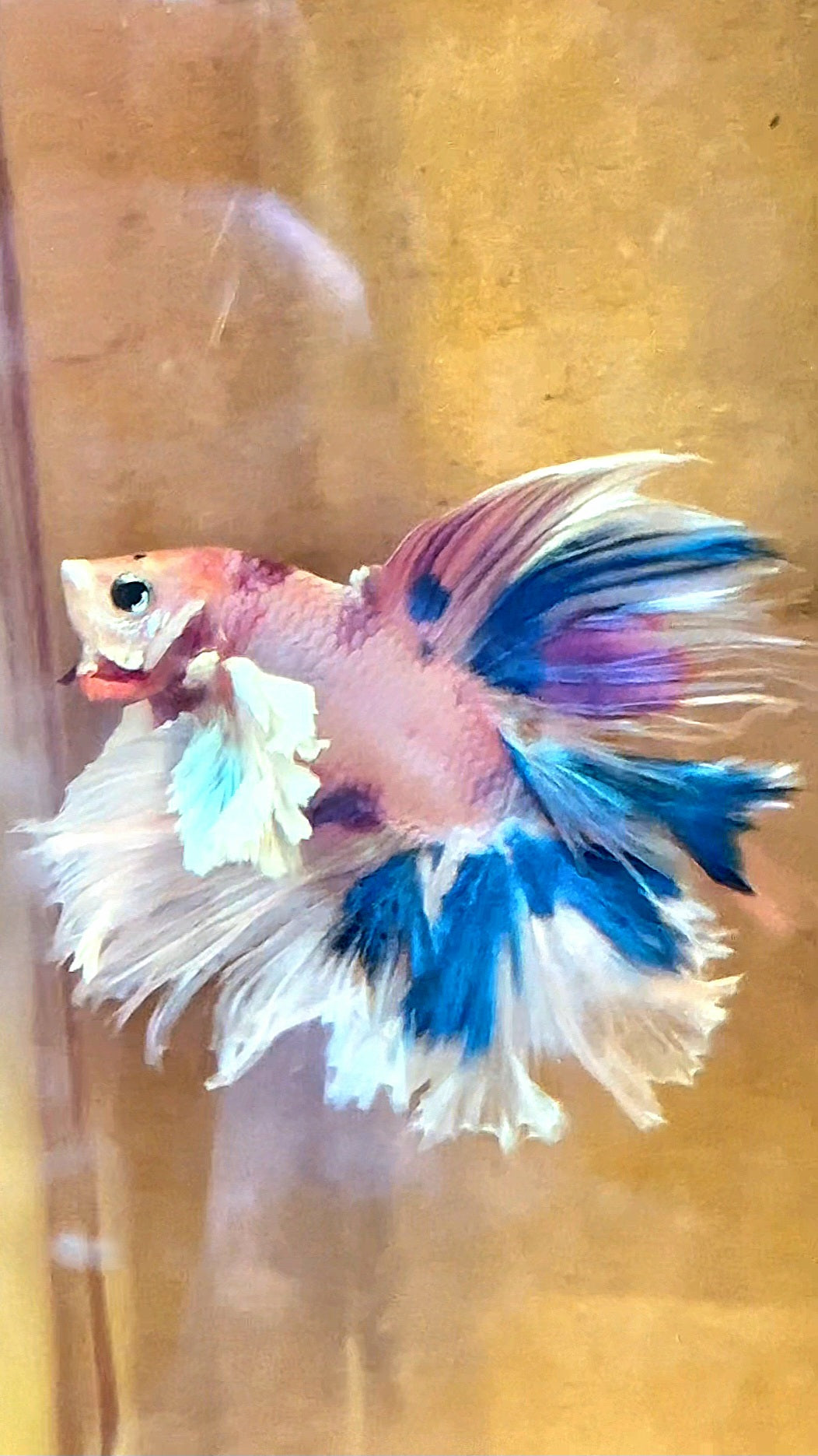 LUXURY HALFMOON DUMBO EAR DOUBLE TAIL CANDY MULTICOLOR RAINBOW BETTA FISH