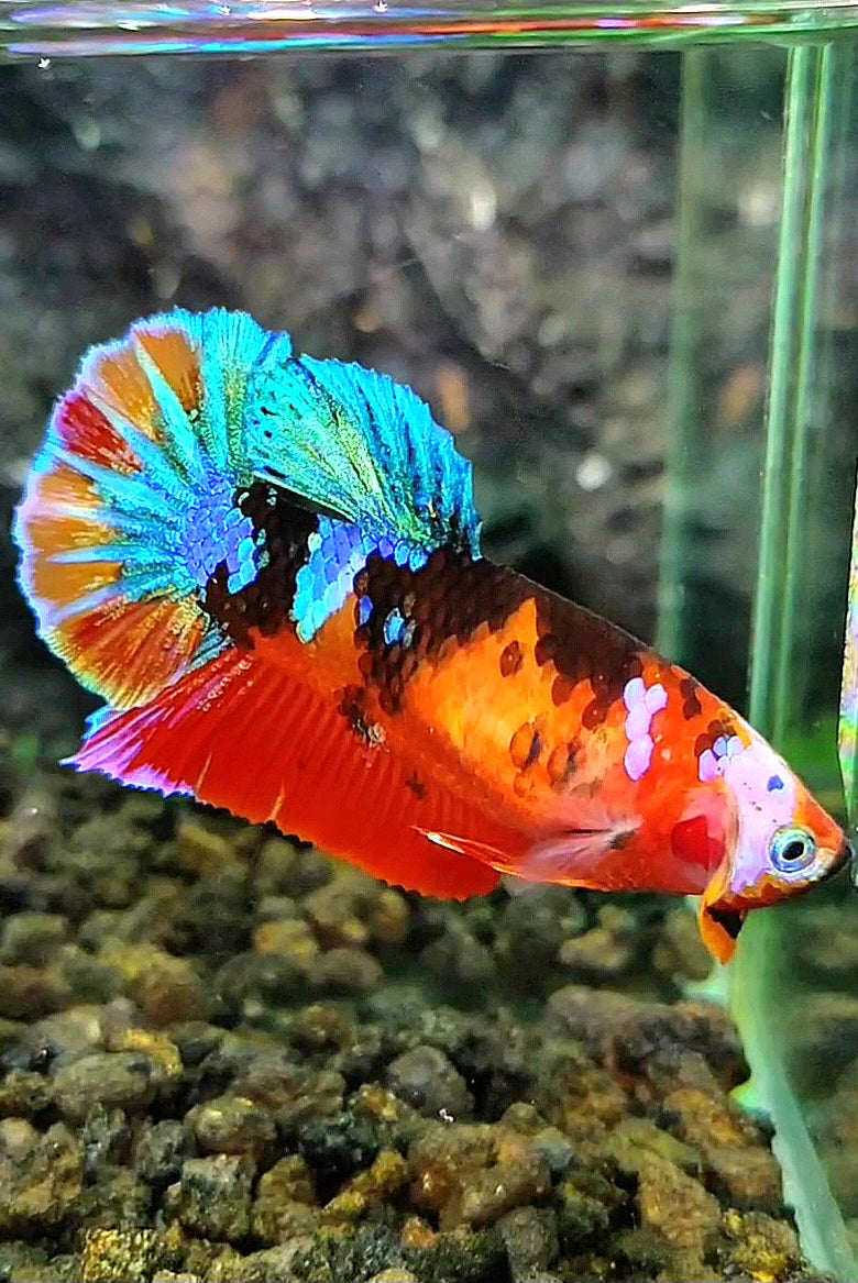 FEMALE PLAKAT GALAXY MULTICOLOR BETTA FISH