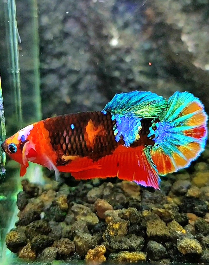 FEMALE PLAKAT GALAXY MULTICOLOR BETTA FISH