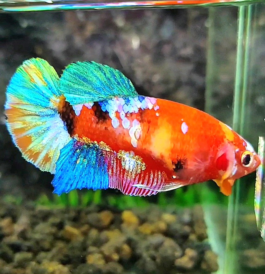 FEMALE PLAKAT GALAXY MULTICOLOR BETTA FISH