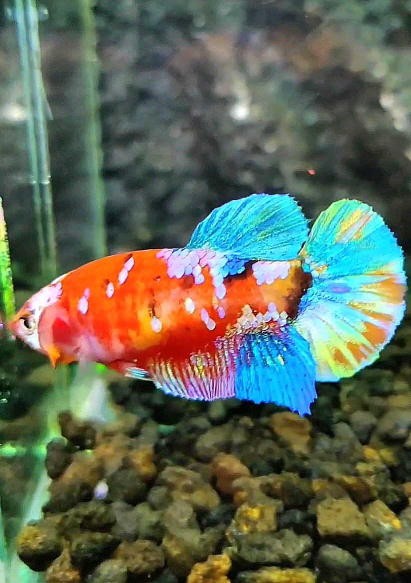 FEMALE PLAKAT GALAXY MULTICOLOR BETTA FISH