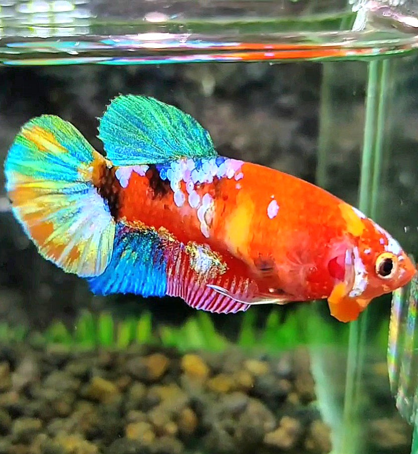 FEMALE PLAKAT GALAXY MULTICOLOR BETTA FISH