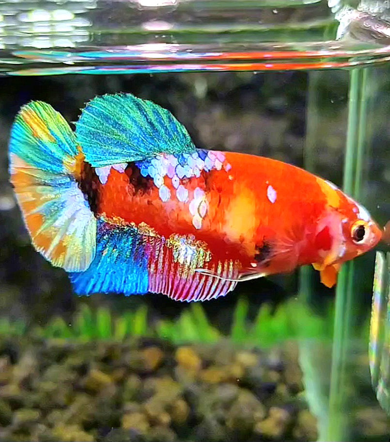 FEMALE PLAKAT GALAXY MULTICOLOR BETTA FISH