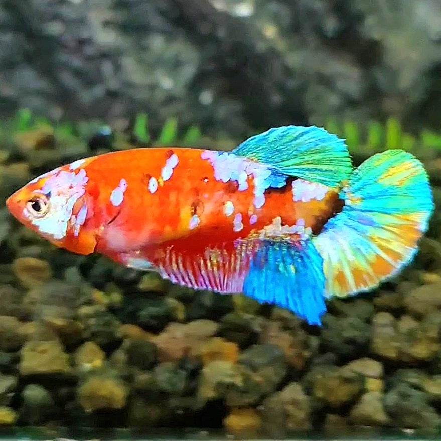 FEMALE PLAKAT GALAXY MULTICOLOR BETTA FISH