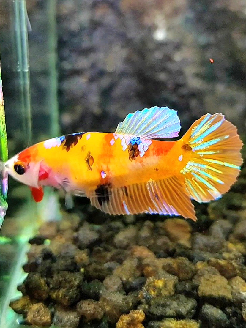 FEMALE PLAKAT YELLOW GALAXY MULTICOLOR BETTA FISH