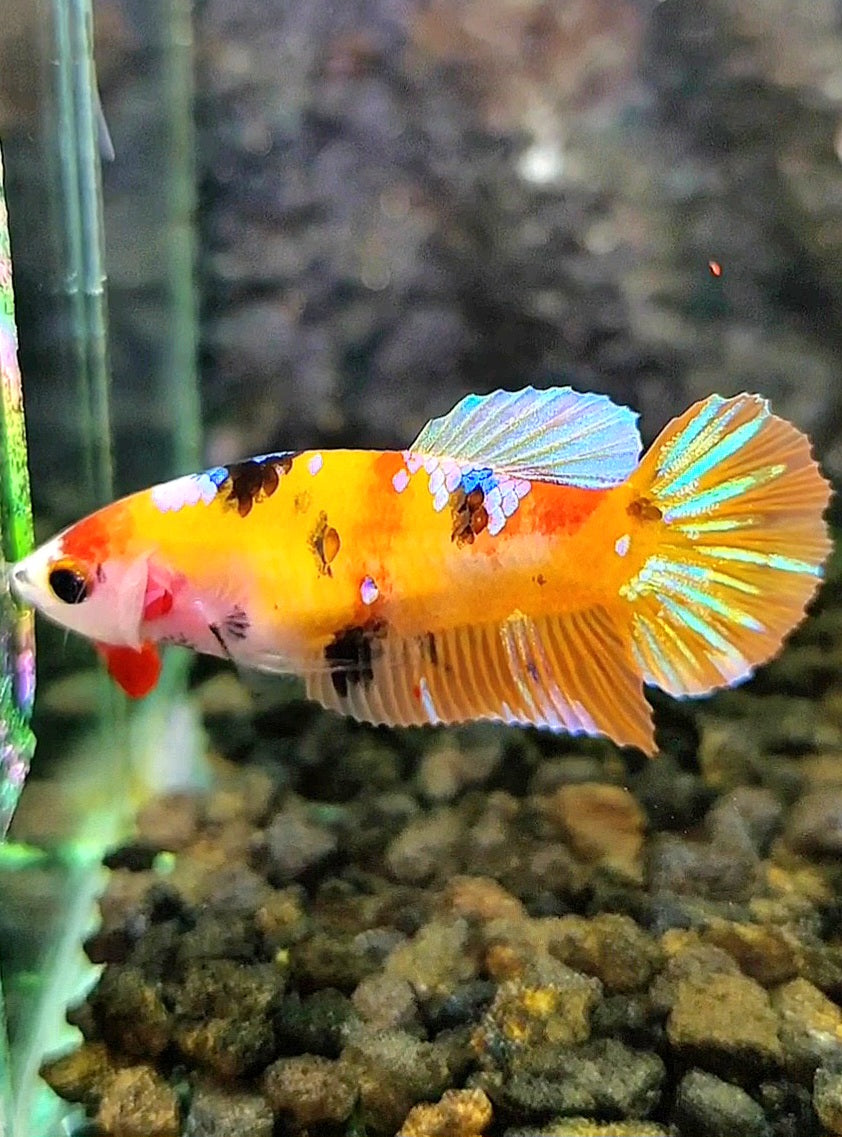 FEMALE PLAKAT YELLOW GALAXY MULTICOLOR BETTA FISH