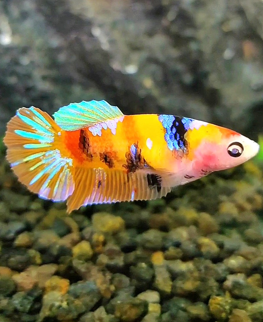 FEMALE PLAKAT YELLOW GALAXY MULTICOLOR BETTA FISH