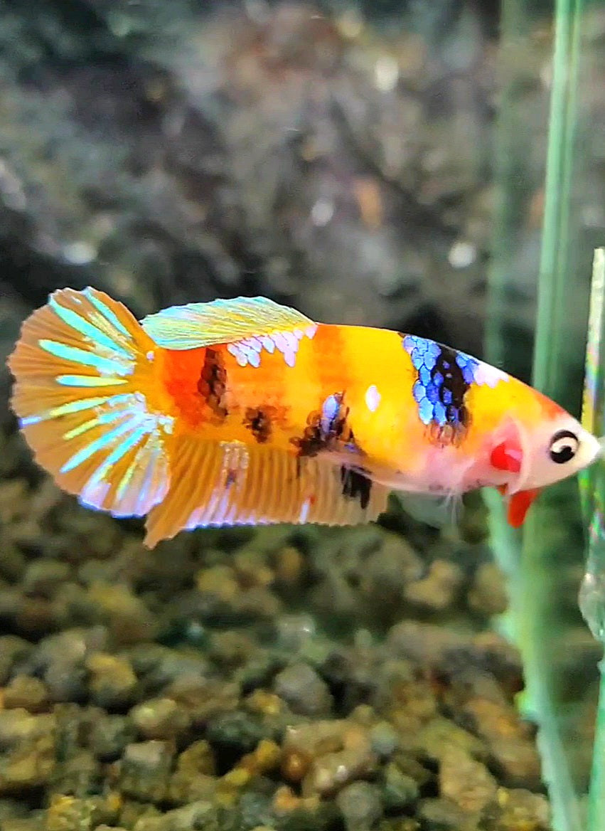 FEMALE PLAKAT YELLOW GALAXY MULTICOLOR BETTA FISH