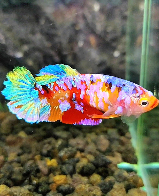 FEMALE PLAKAT RAINBOW GALAXY CANDY MULTICOLOR BETTA FISH