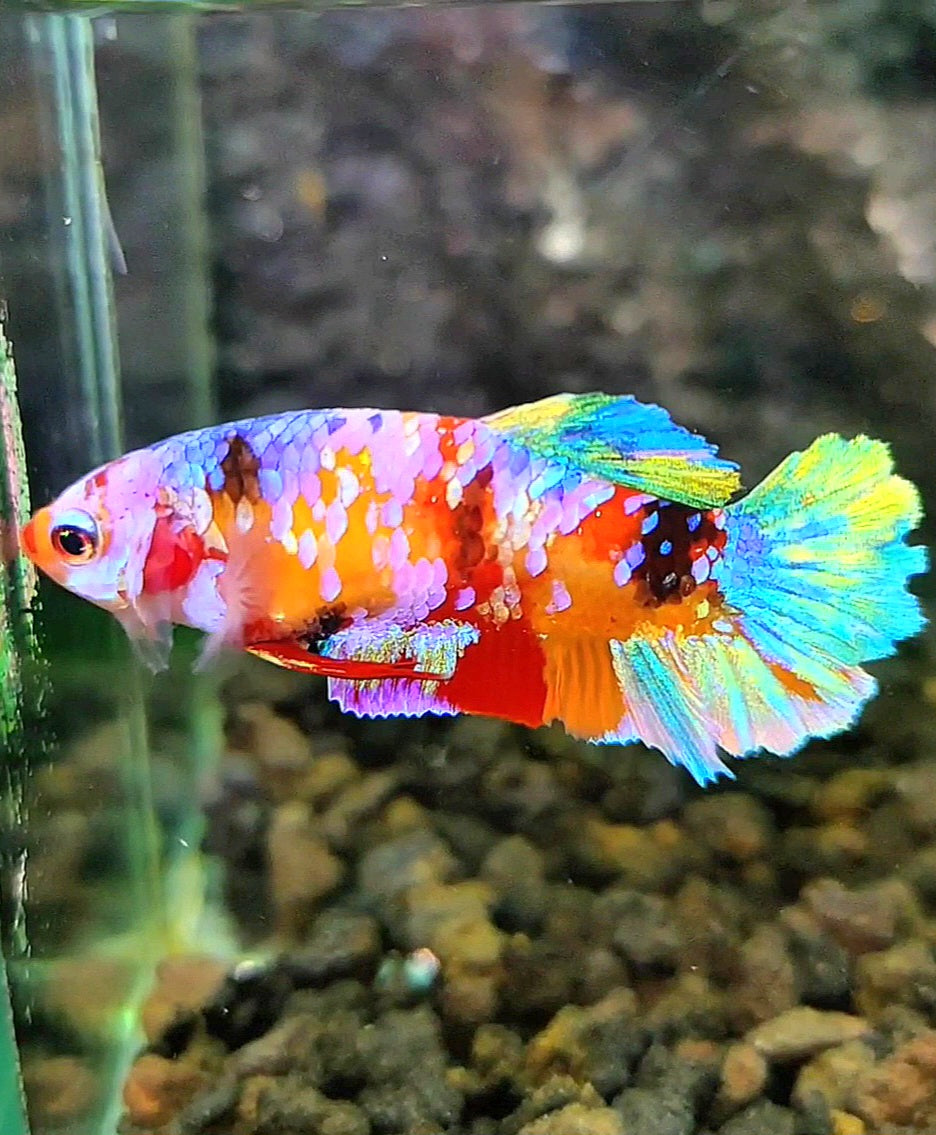 FEMALE PLAKAT RAINBOW GALAXY CANDY MULTICOLOR BETTA FISH