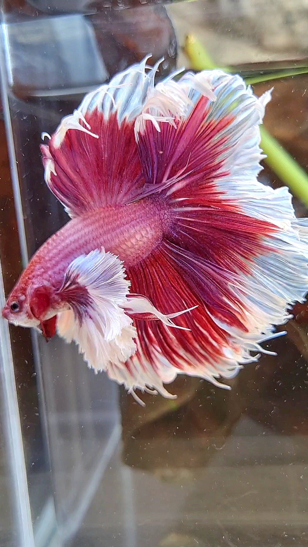 LUXURY XL HALFMOON SUPER DUMBO EAR ROSETAIL PURPLE PINK BUTTERFLY BETTA FISH