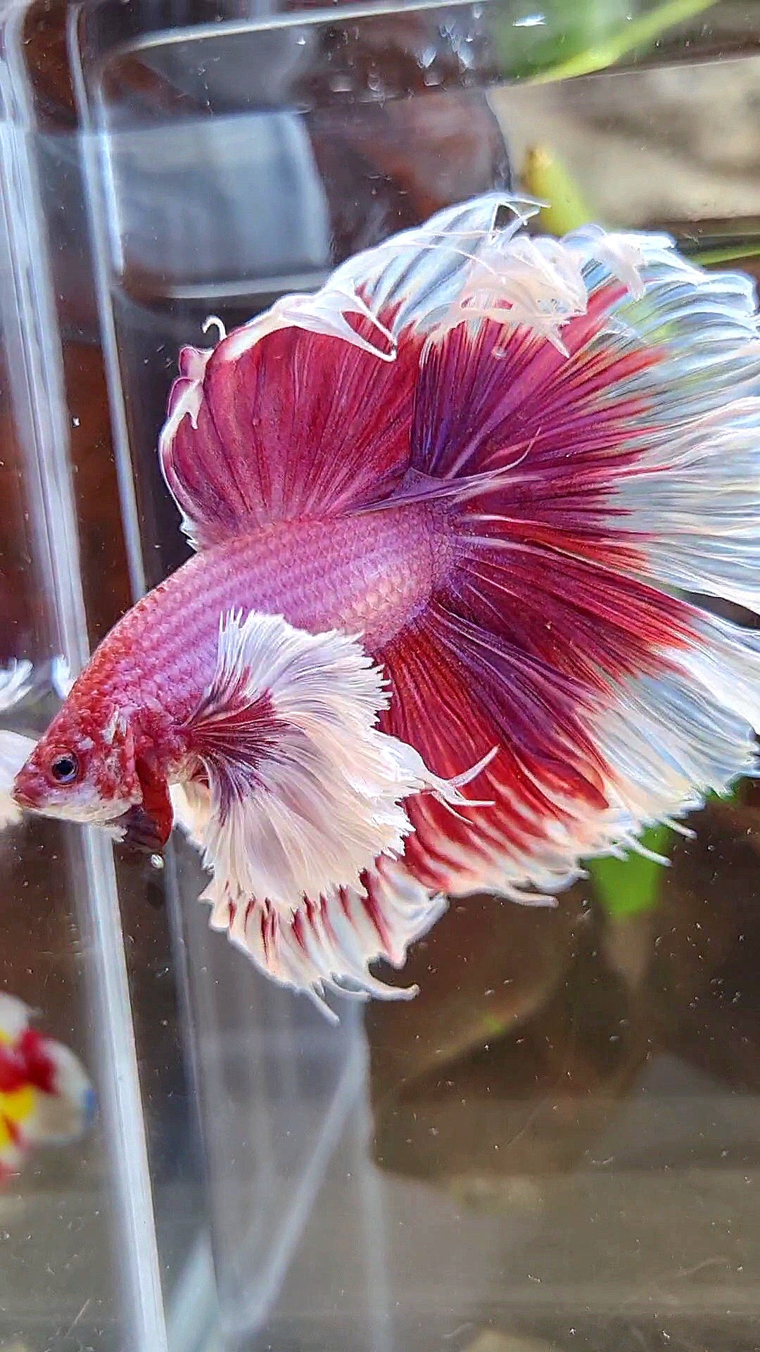 LUXURY XL HALFMOON SUPER DUMBO EAR ROSETAIL PURPLE PINK BUTTERFLY BETTA FISH