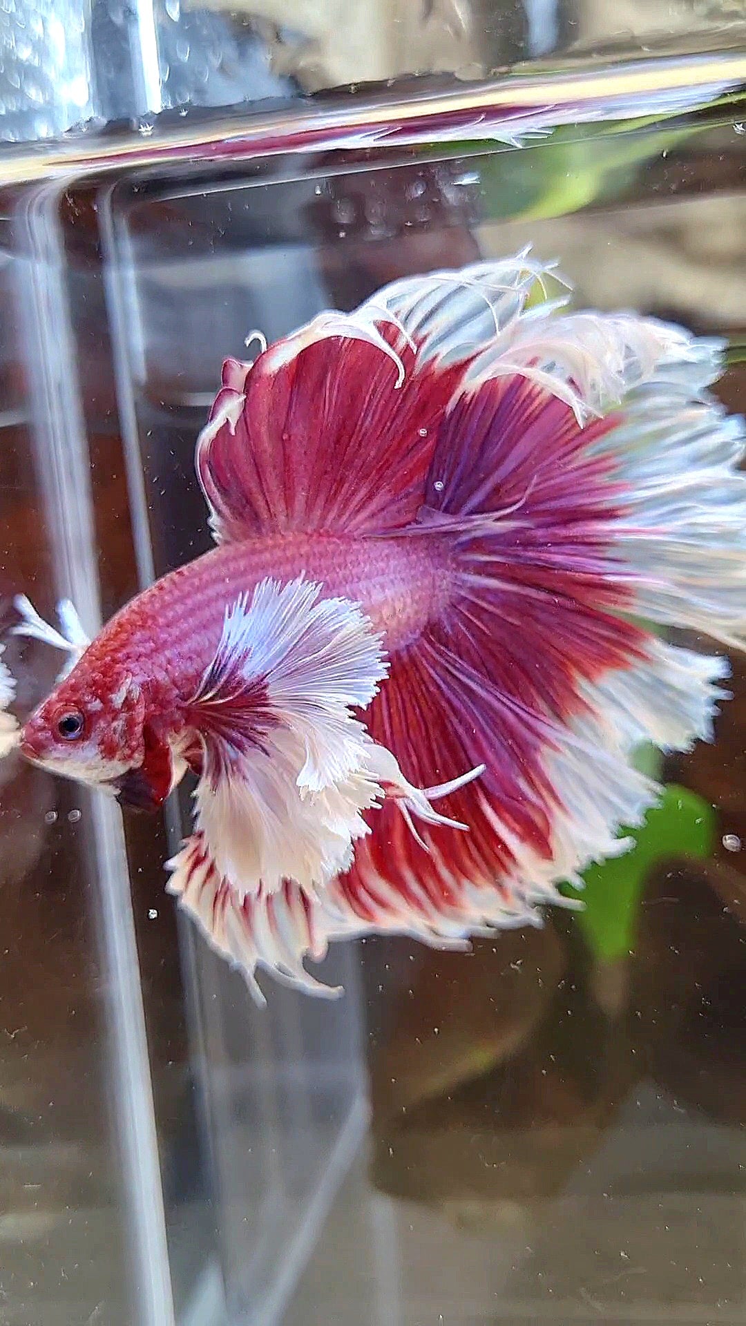 LUXURY XL HALFMOON SUPER DUMBO EAR ROSETAIL PURPLE PINK BUTTERFLY BETTA FISH