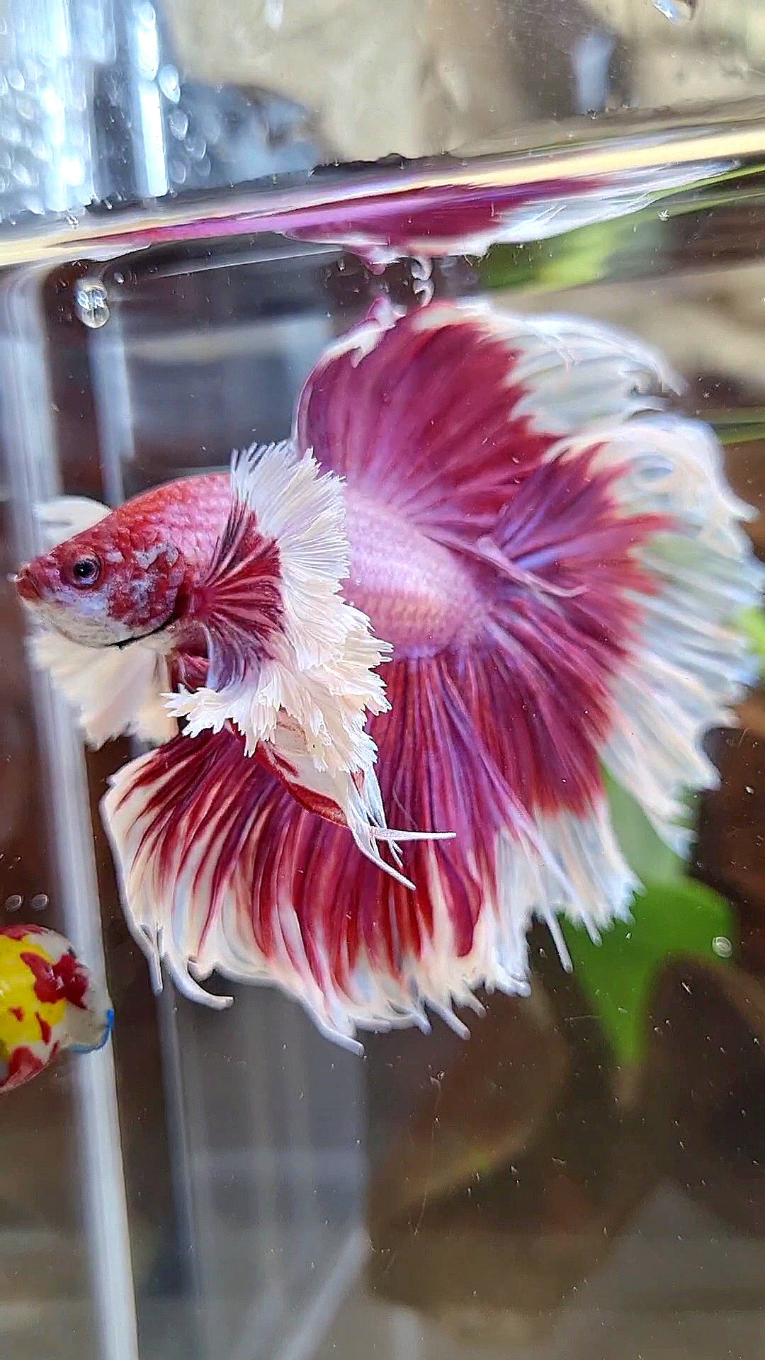LUXURY XL HALFMOON SUPER DUMBO EAR ROSETAIL PURPLE PINK BUTTERFLY BETTA FISH