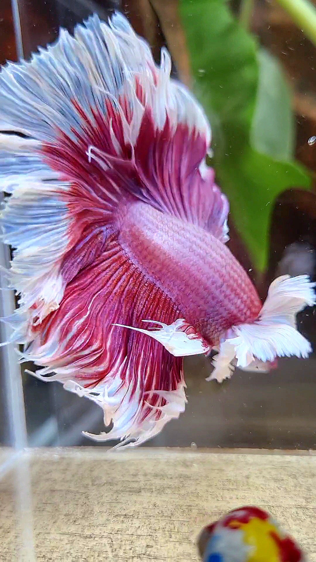 LUXURY XL HALFMOON SUPER DUMBO EAR ROSETAIL PURPLE PINK BUTTERFLY BETTA FISH