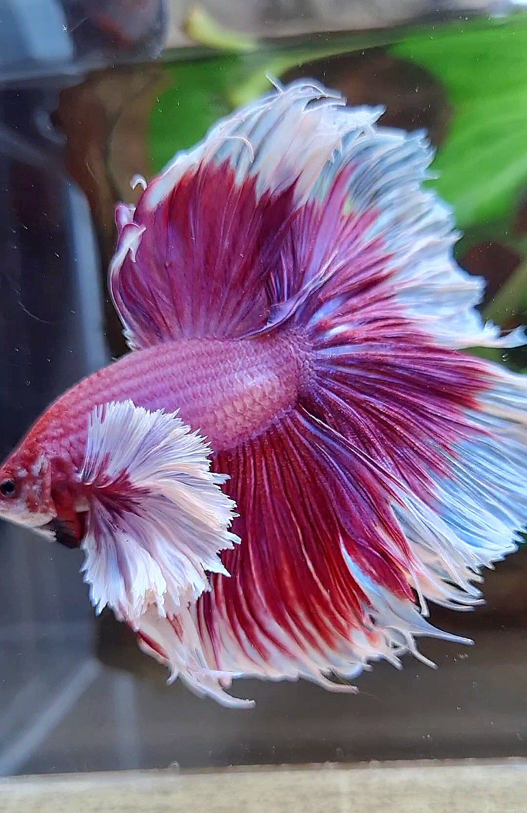LUXURY XL HALFMOON SUPER DUMBO EAR ROSETAIL PURPLE PINK BUTTERFLY BETTA FISH