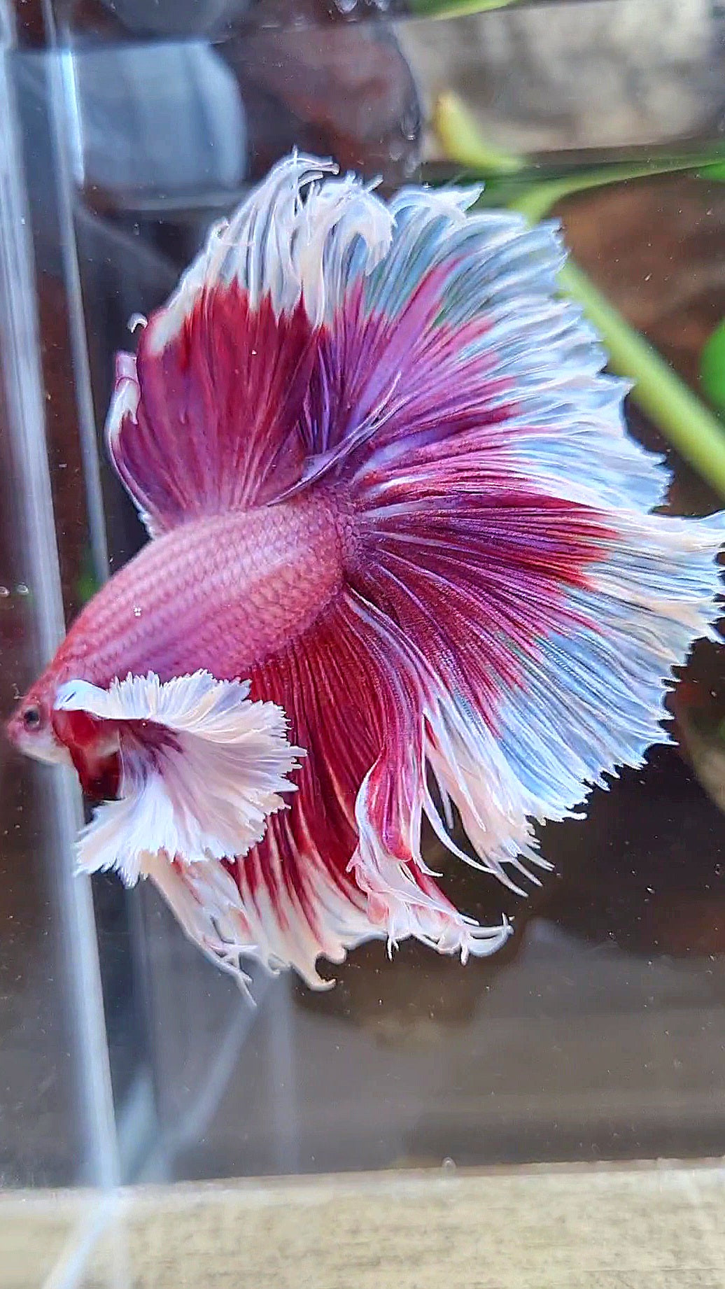 LUXURY XL HALFMOON SUPER DUMBO EAR ROSETAIL PURPLE PINK BUTTERFLY BETTA FISH