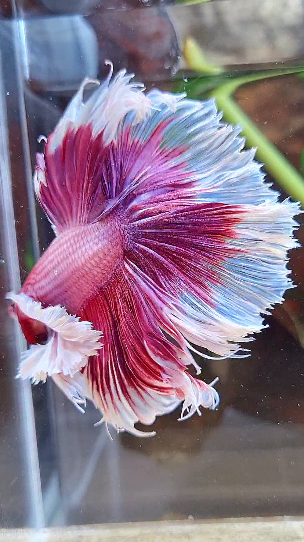 LUXURY XL HALFMOON SUPER DUMBO EAR ROSETAIL PURPLE PINK BUTTERFLY BETTA FISH