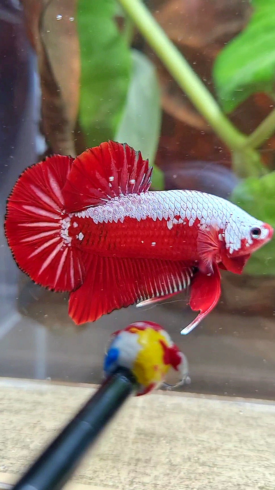 LUXURY PLAKAT RED SAMURAI SNOW BETTA FISH