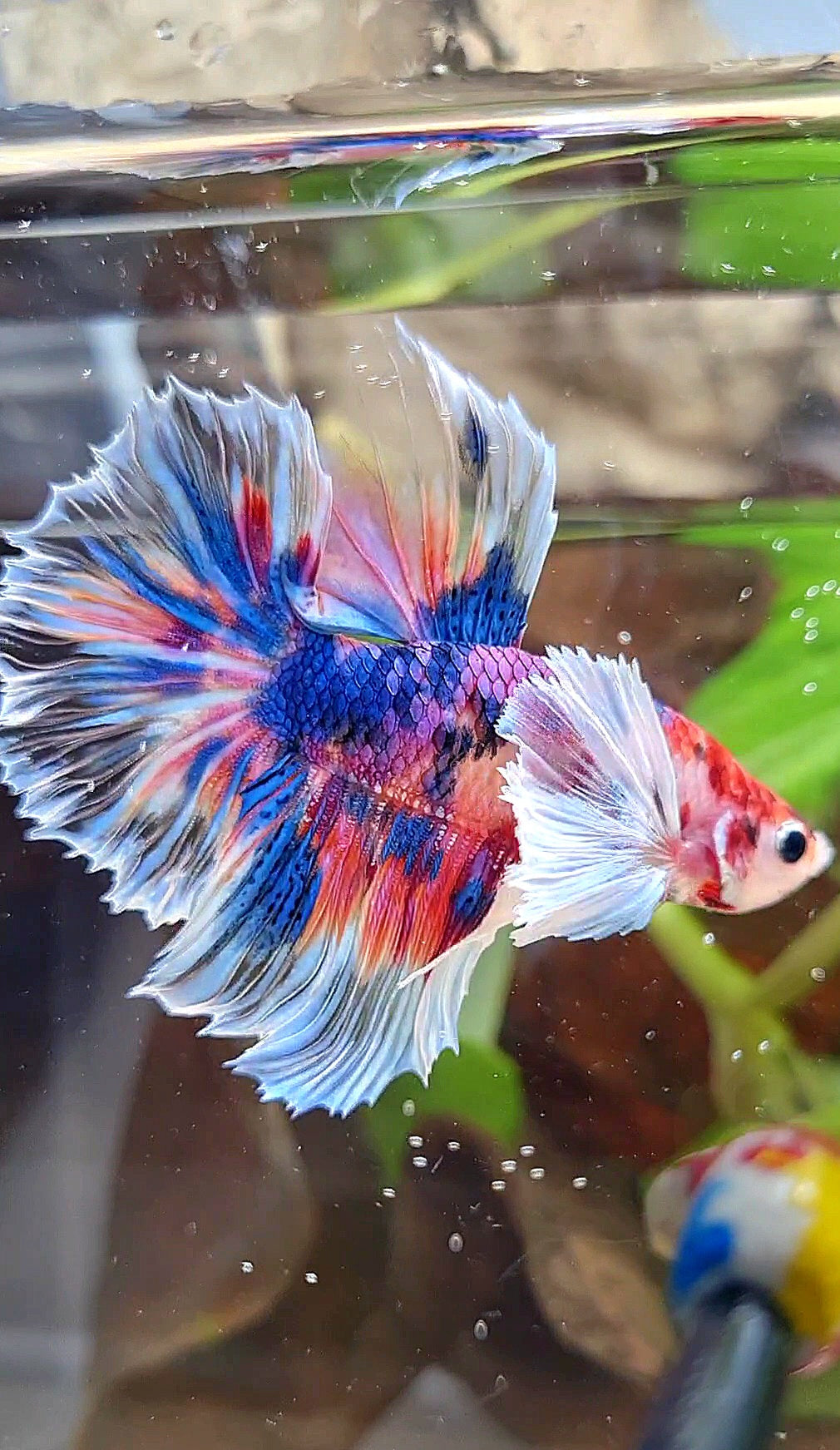 HALFMOON DUMBO EAR KOI CANDY MULTICOLOR DOTS BETTA FISH