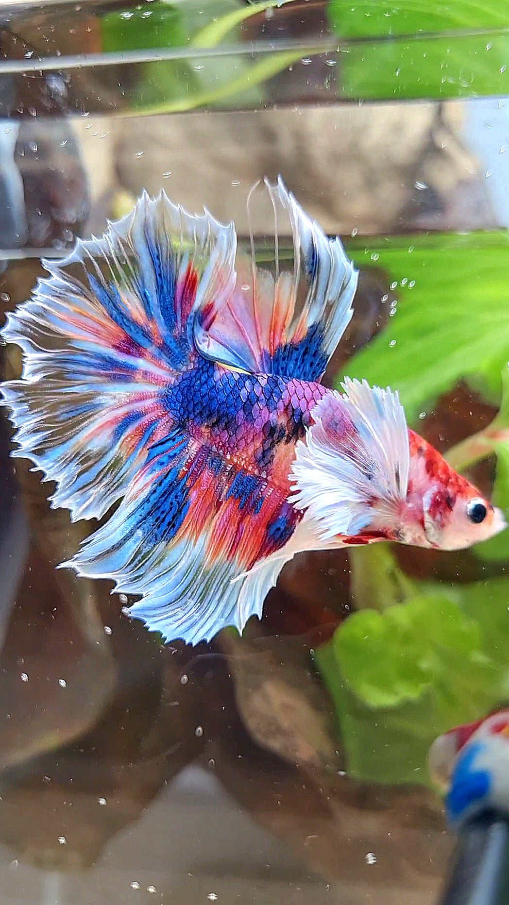 HALFMOON DUMBO EAR KOI CANDY MULTICOLOR DOTS BETTA FISH