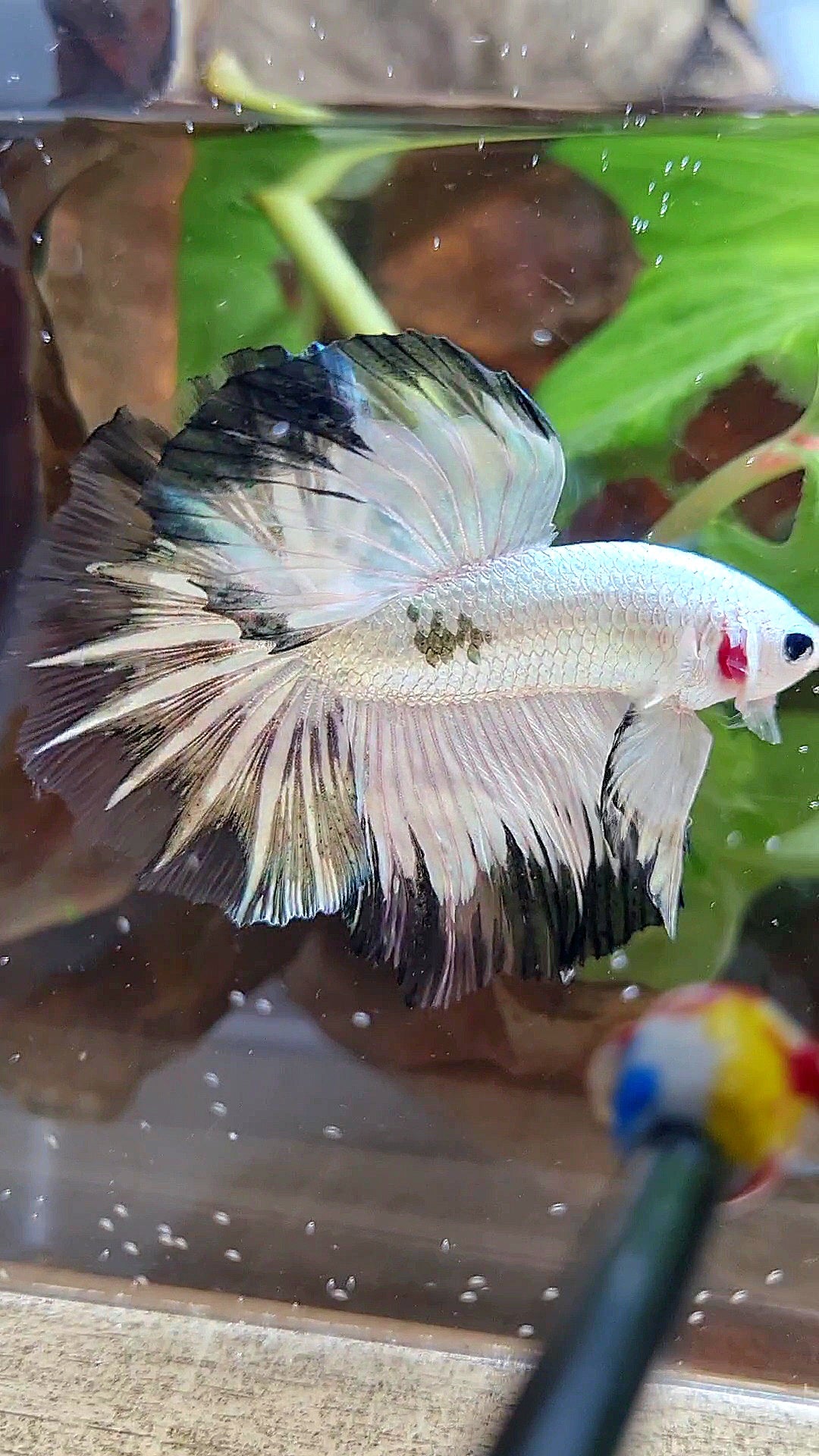 HALFMOON ROSETAIL COPPER RIM BLACK PATTERN STARTAIL BETTA FISH