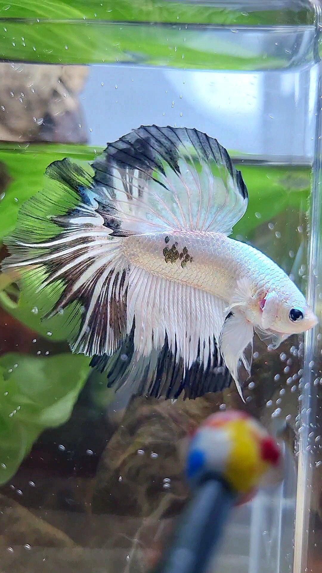 HALFMOON ROSETAIL COPPER RIM BLACK PATTERN STARTAIL BETTA FISH