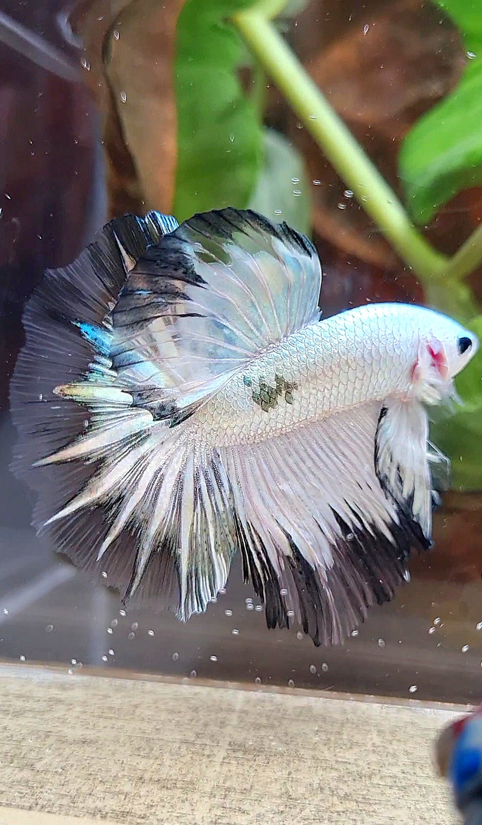 HALFMOON ROSETAIL COPPER RIM BLACK PATTERN STARTAIL BETTA FISH