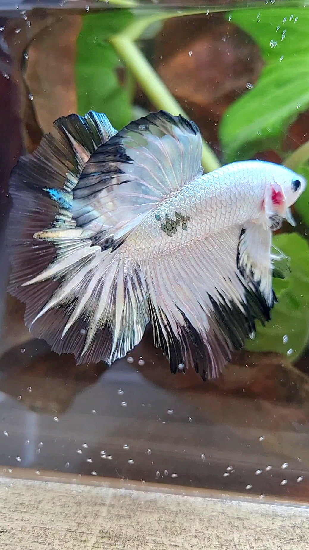 HALFMOON ROSETAIL COPPER RIM BLACK PATTERN STARTAIL BETTA FISH