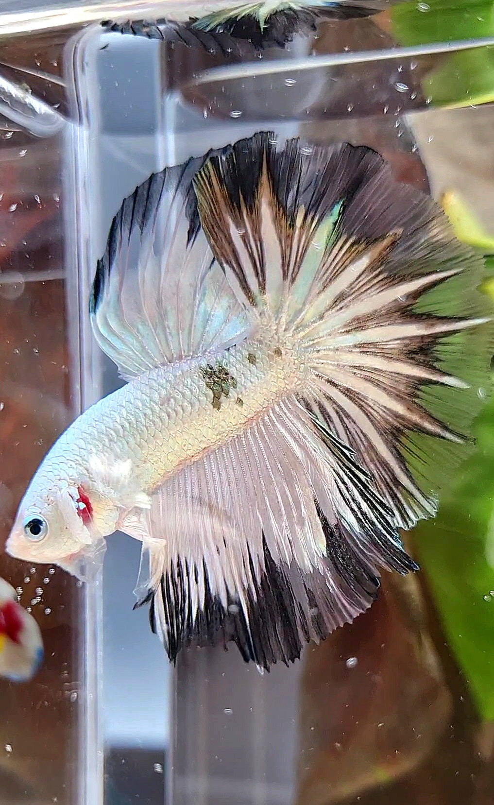 HALFMOON ROSETAIL COPPER RIM BLACK PATTERN STARTAIL BETTA FISH