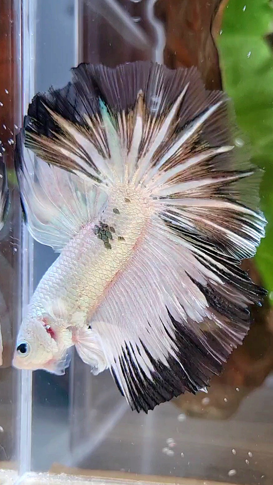 HALFMOON ROSETAIL COPPER RIM BLACK PATTERN STARTAIL BETTA FISH