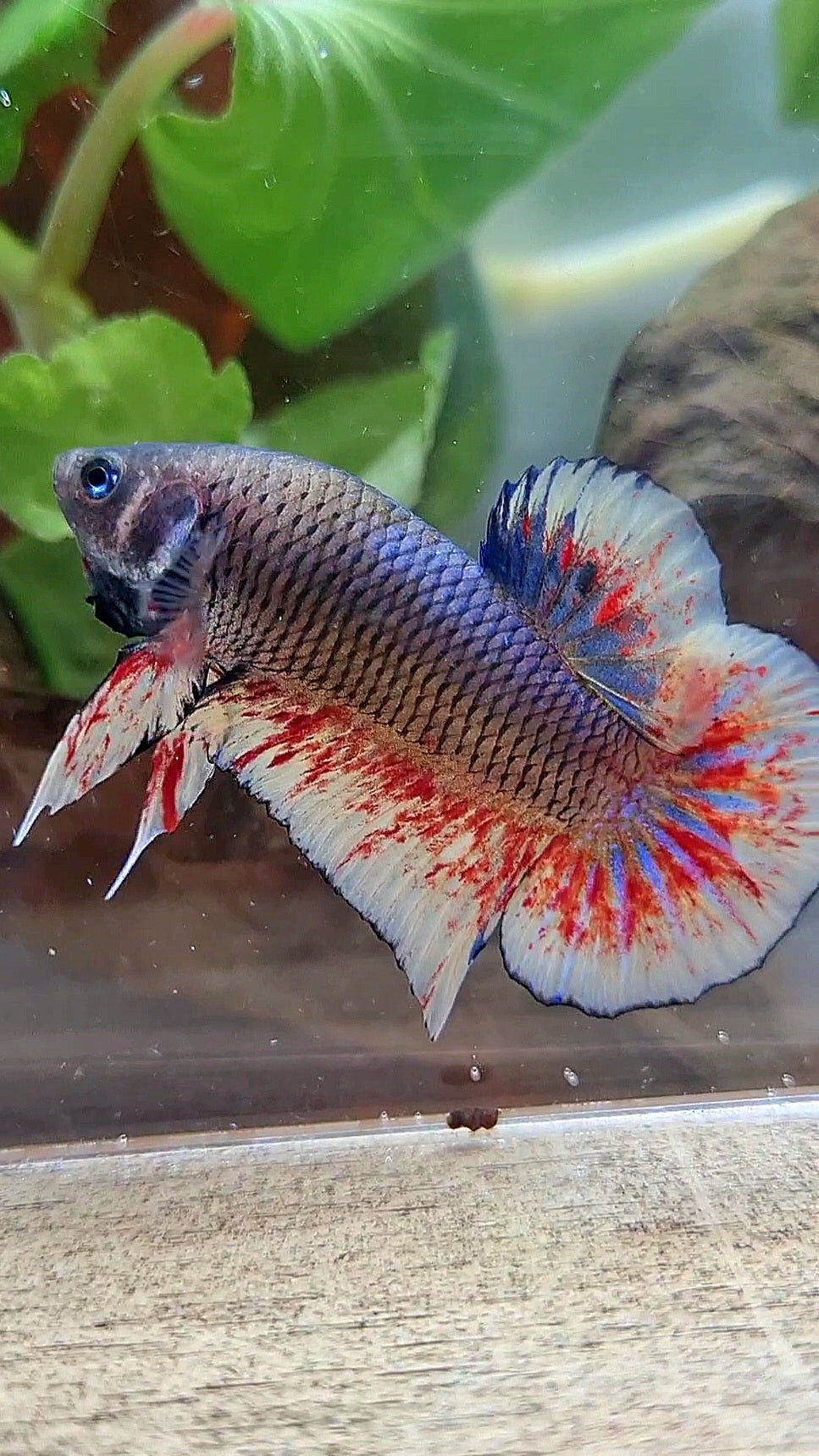 PLAKAT BLACK DARK VIOLET SUPER VANDA BETTA FISH