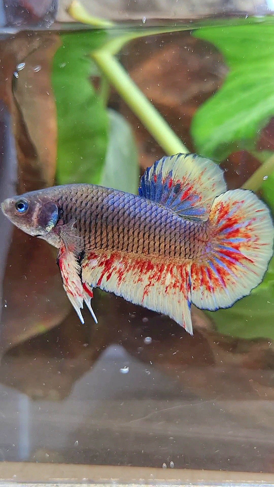 PLAKAT BLACK DARK VIOLET SUPER VANDA BETTA FISH